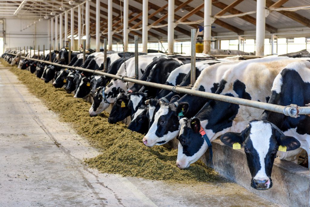 Milking cows