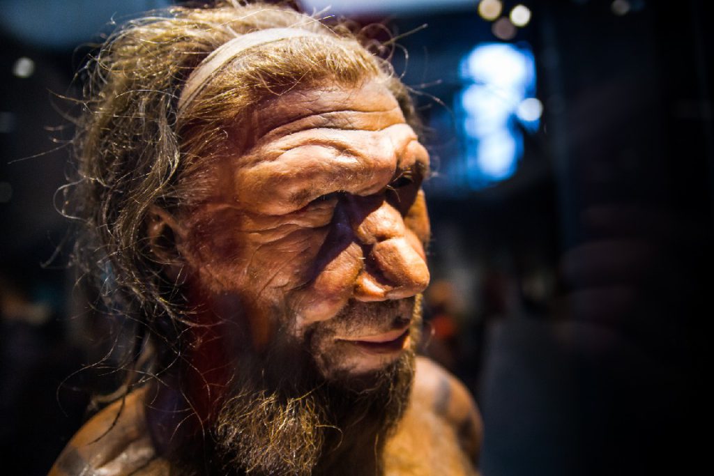Neanderthal adult male