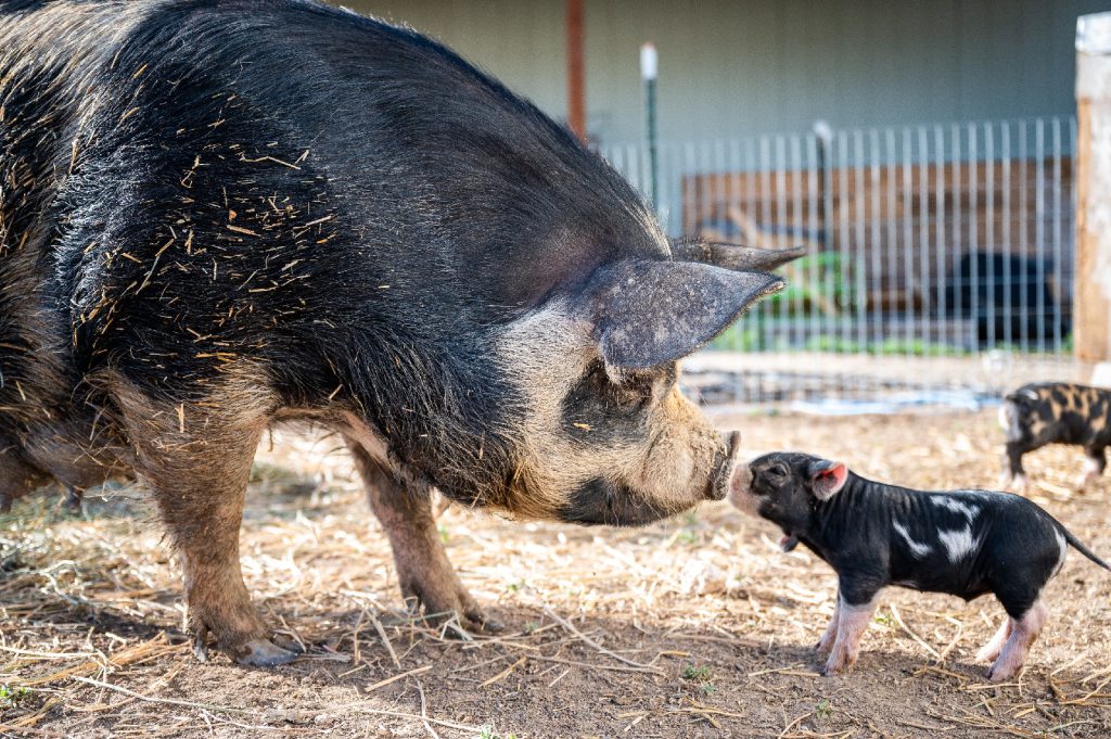 piglet and pig in a farm