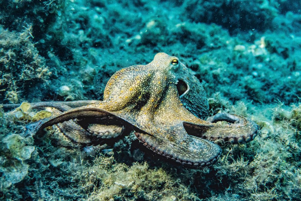 An octopus